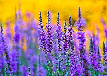 《真三国无双：起源》Steam同时在线峰值超5万人